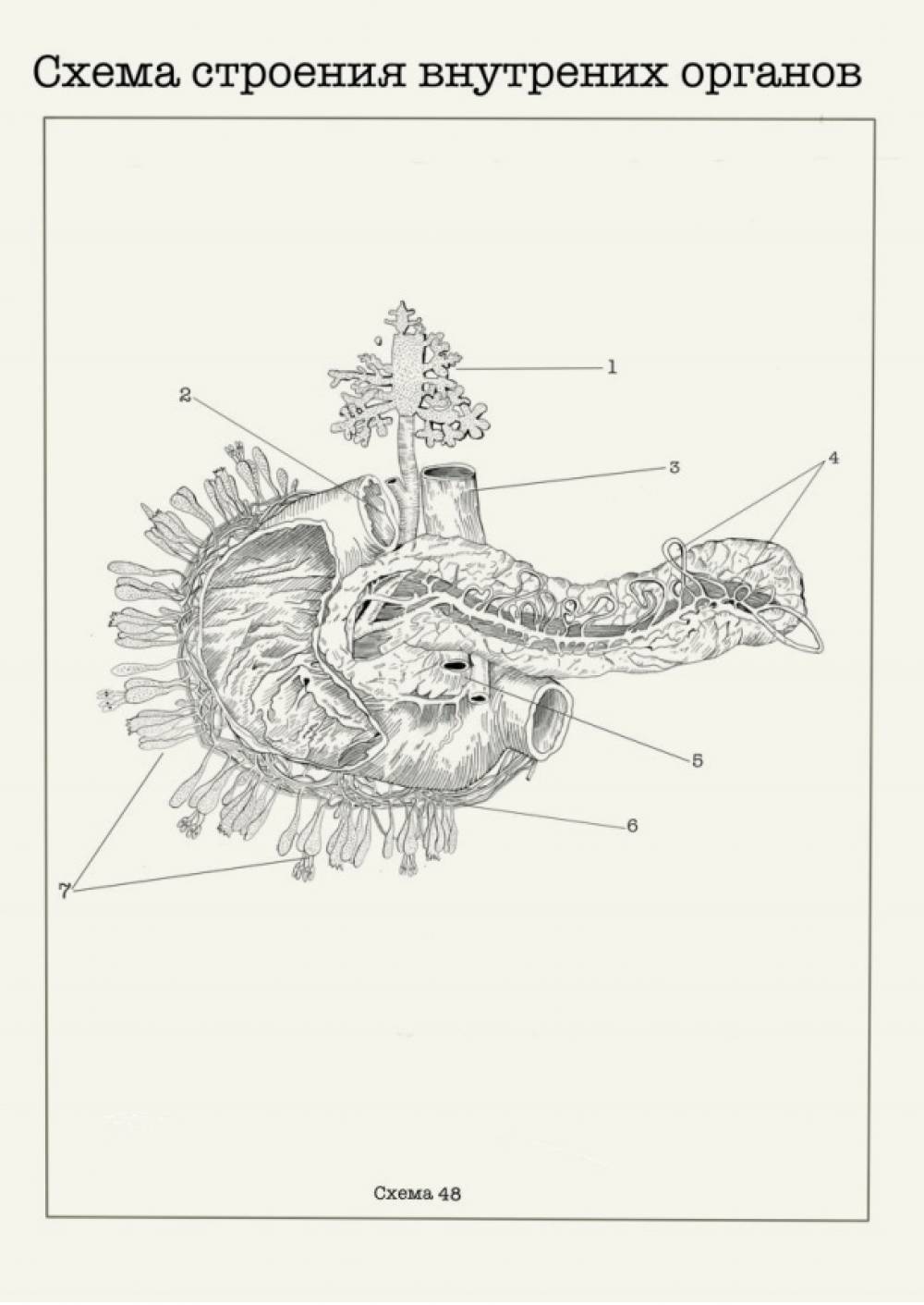 художник Анастасия Ковалева - Схема строения внутренних ораганов